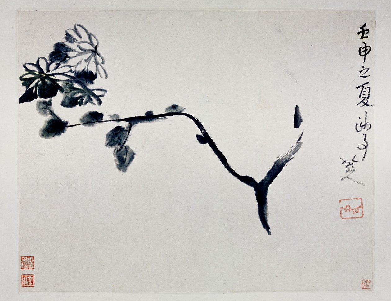 Crisântemo, 1692 de Zhu Da