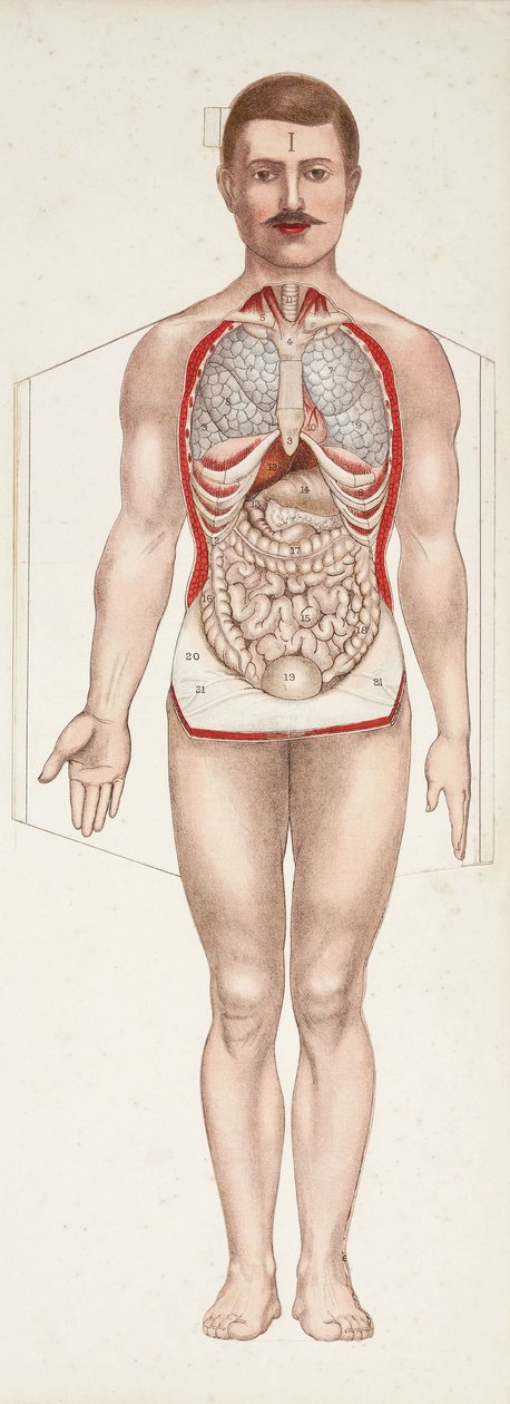 Figuras Anatómicas Os órgãos internos, finais do século XIX - início do século XX de Frederick (attr. to) Barnard