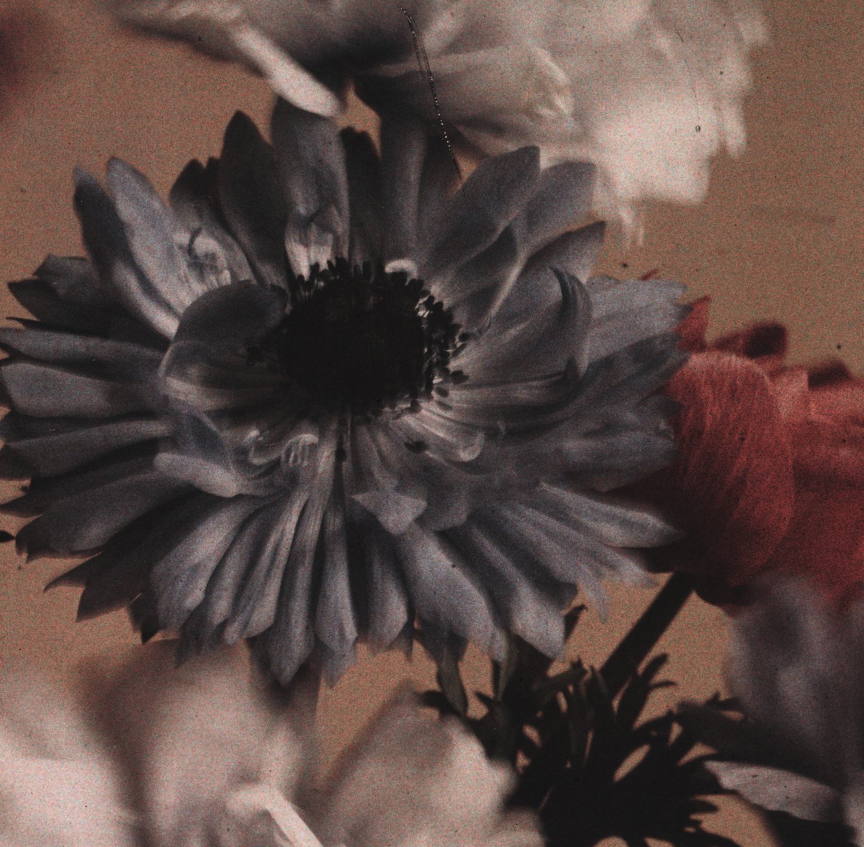 "Anémonas" (Anemone flores) de Frederick (attr. to) Barnard