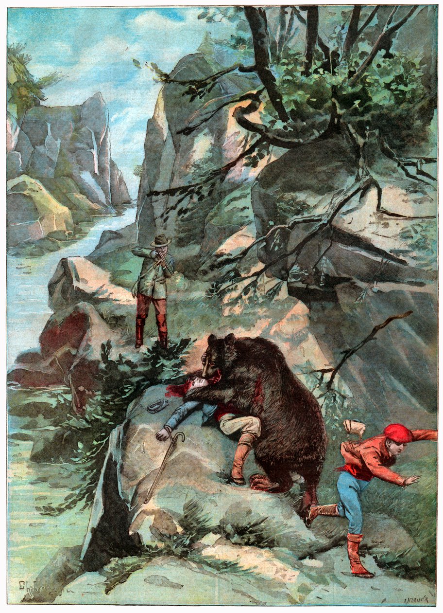 Ataque de urso de . .