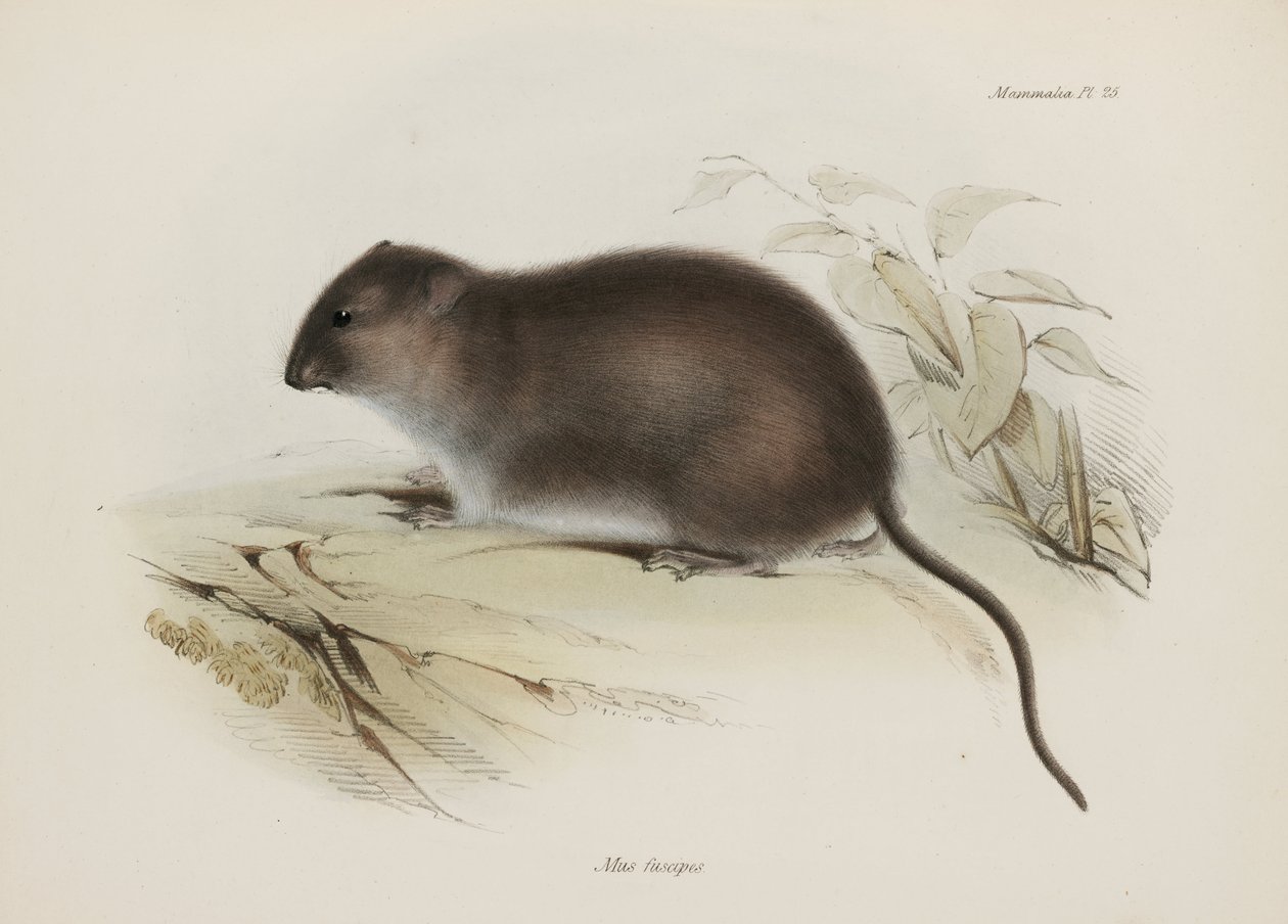 Bush ou brown-footed rat, Austrália, c 1832-1836 de John Pardon