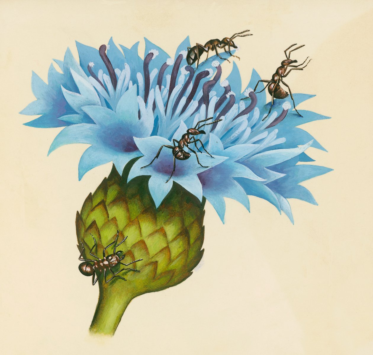 Flor de centaureia com formigas agressivas, desenho de William Walcutt