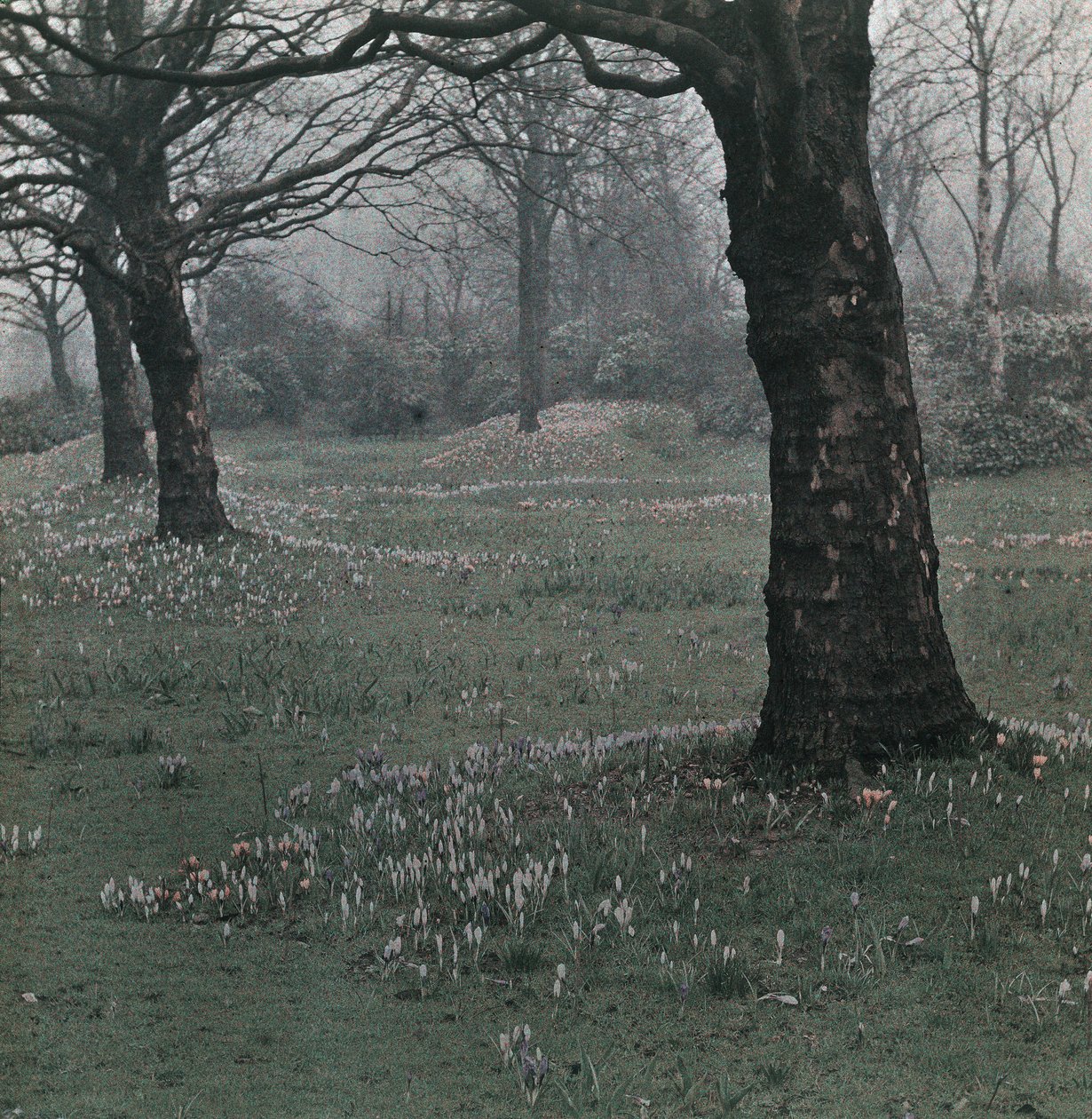 "Crocus" de Frederick (attr. to) Barnard