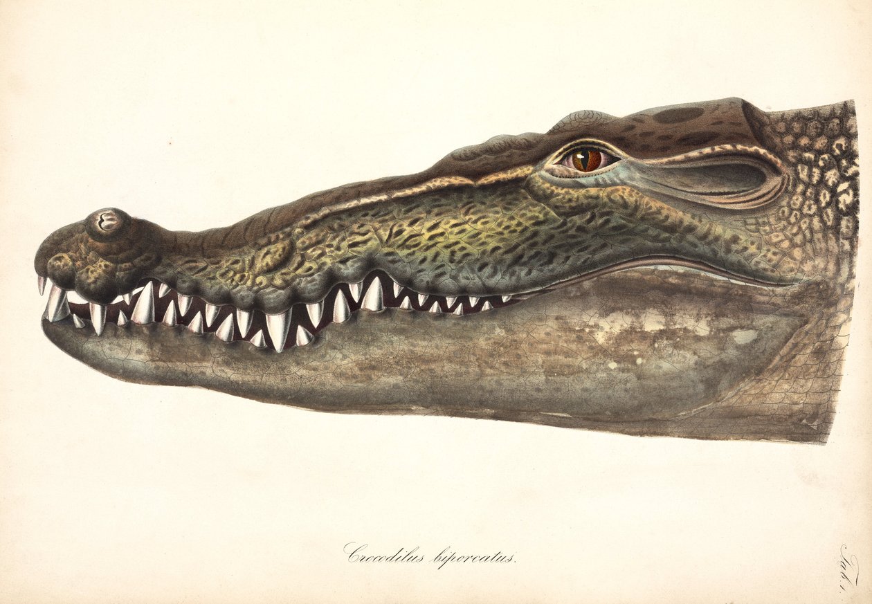 Crocodilo Estuarino ou de Água Salgada, Ásia de John Pardon