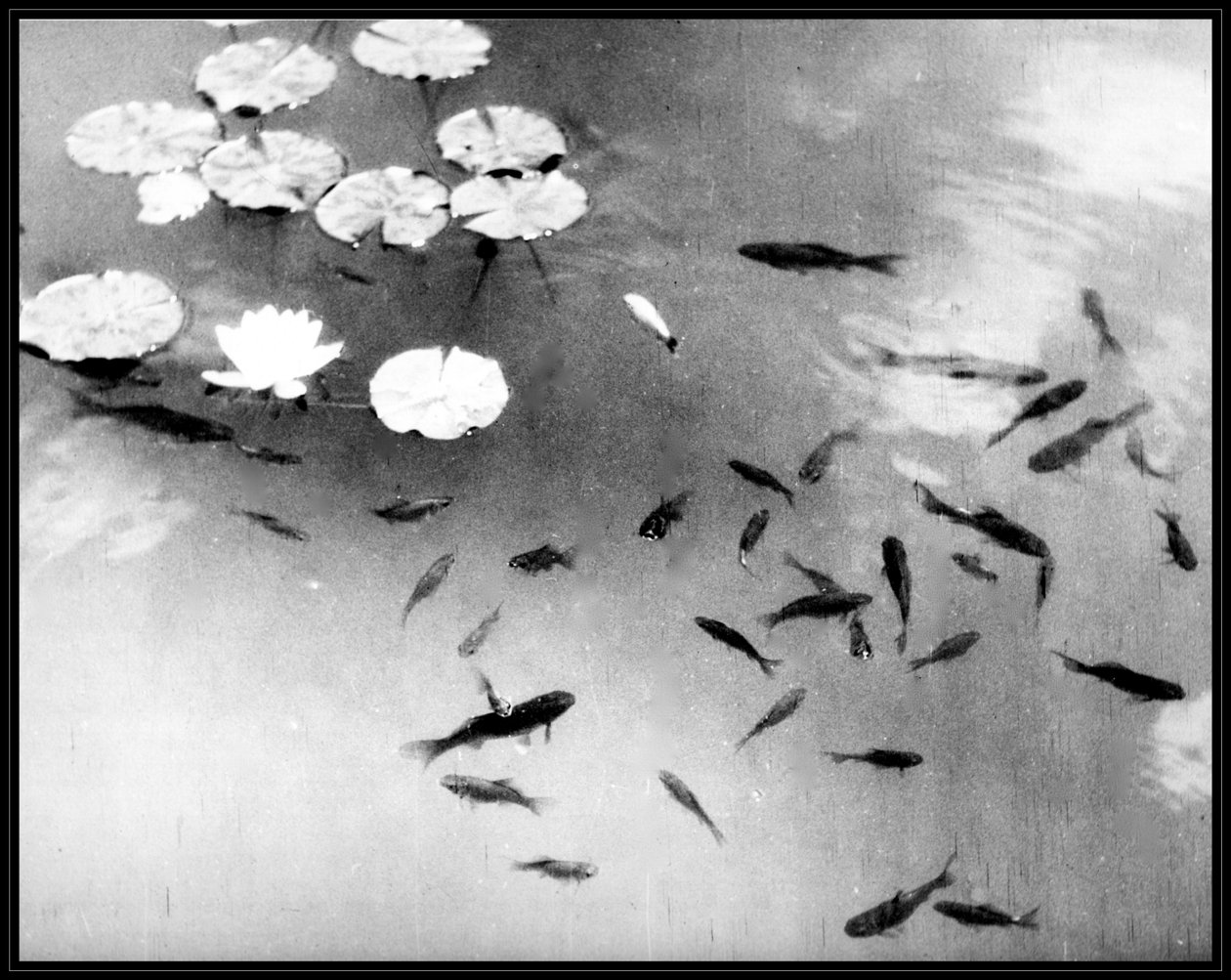 Peixes e nenúfares, Palácio de Alhambra, Granada, Espanha de . .