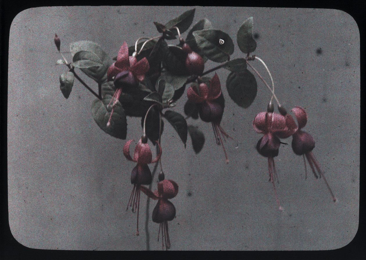 "Fucshia". de Frederick (attr. to) Barnard