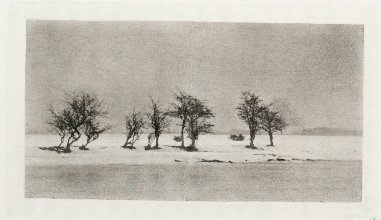 Gnarled Thorn Trees de Frederick (attr. to) Barnard