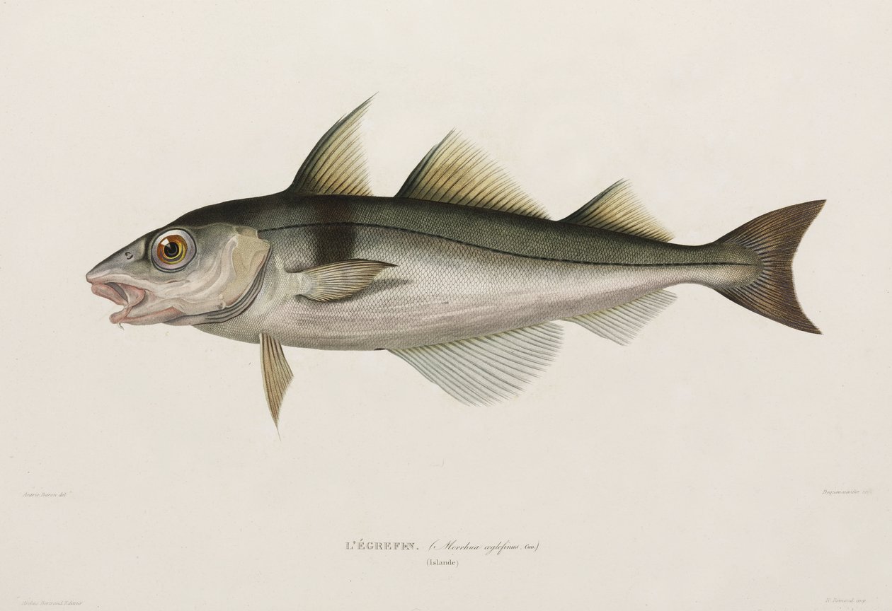 Haddock, Islândia, início do século XIX de John Pardon
