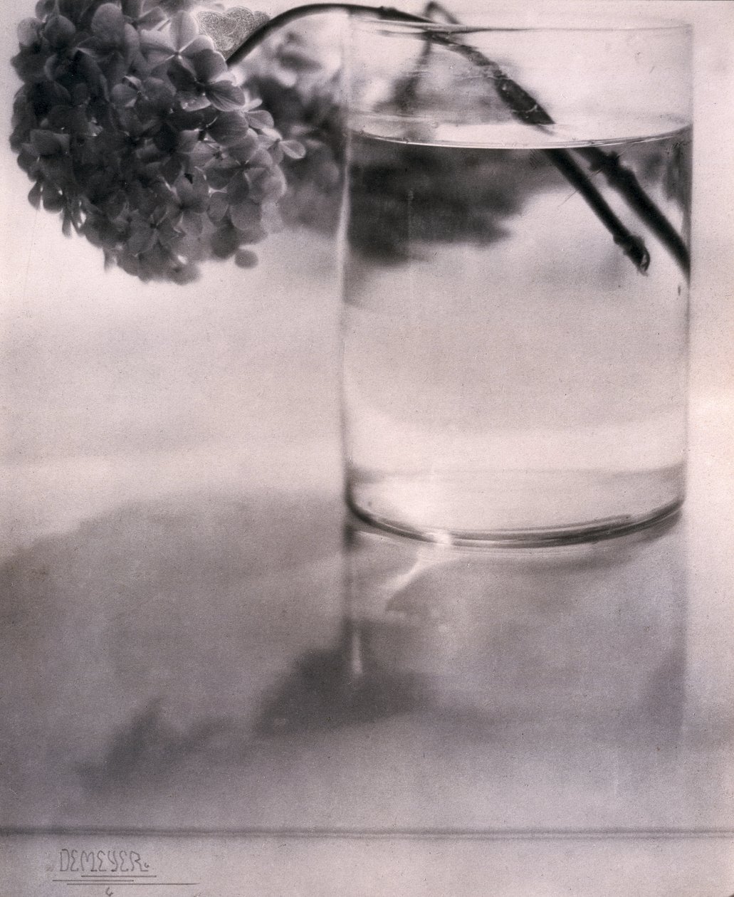 Hortênsia, c 1907 de John Pardon