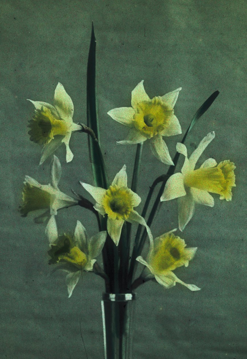 "Daffodils" (Daffodil - Esporão Dourado) de Frederick (attr. to) Barnard