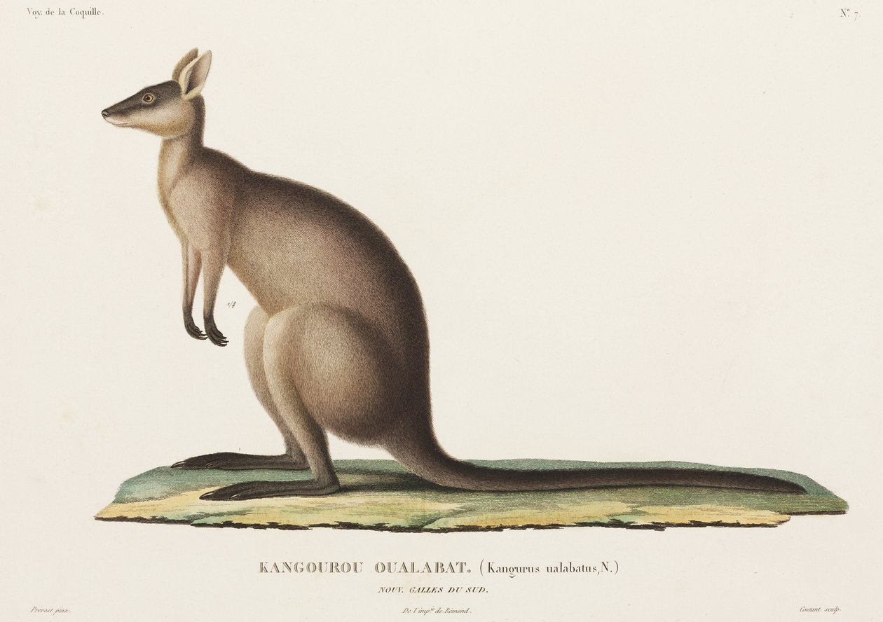 Kangaroo, Nova Gales do Sul, Austrália de John Pardon
