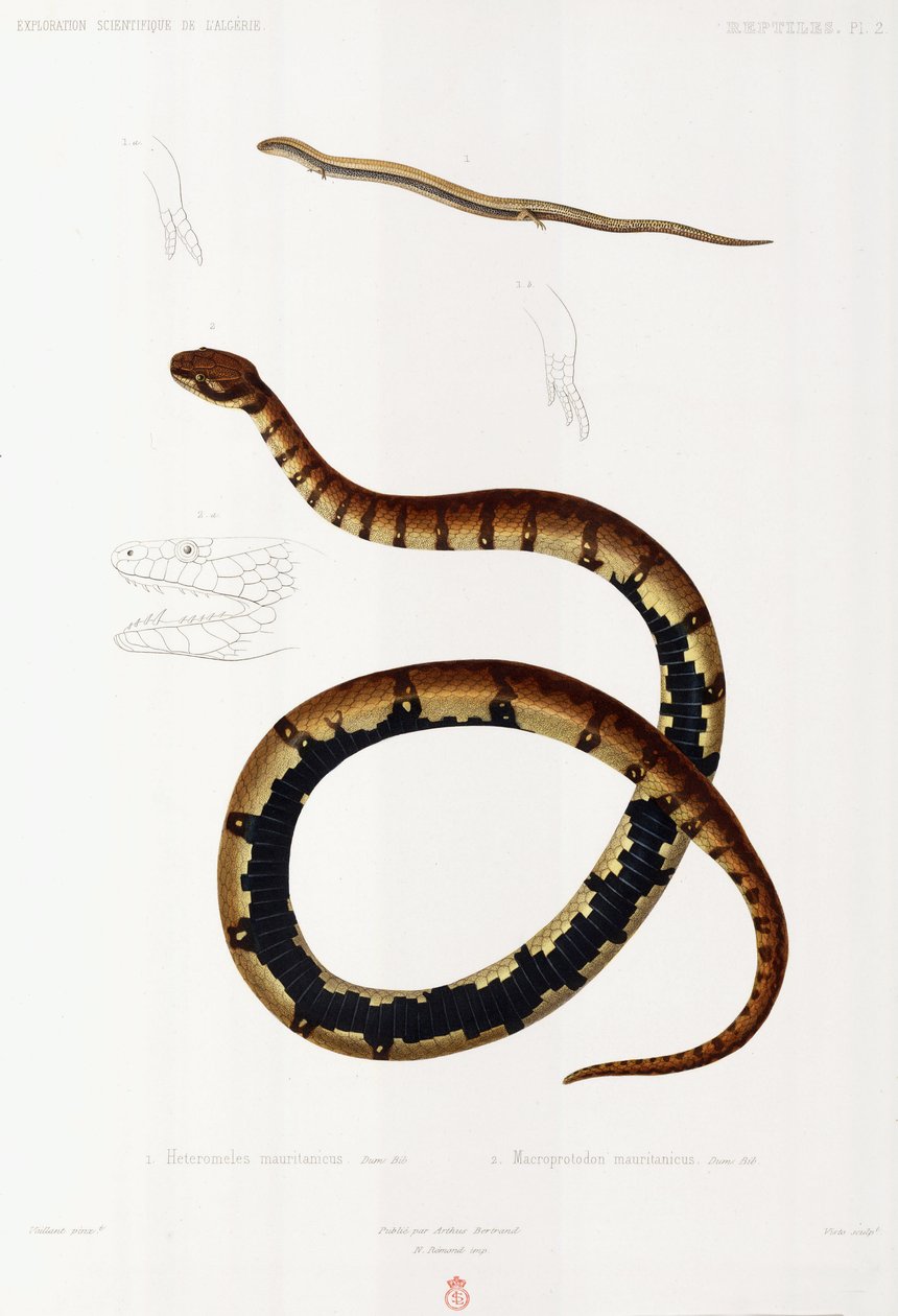 Lizard and Hooded Snake, Argélia de John Pardon