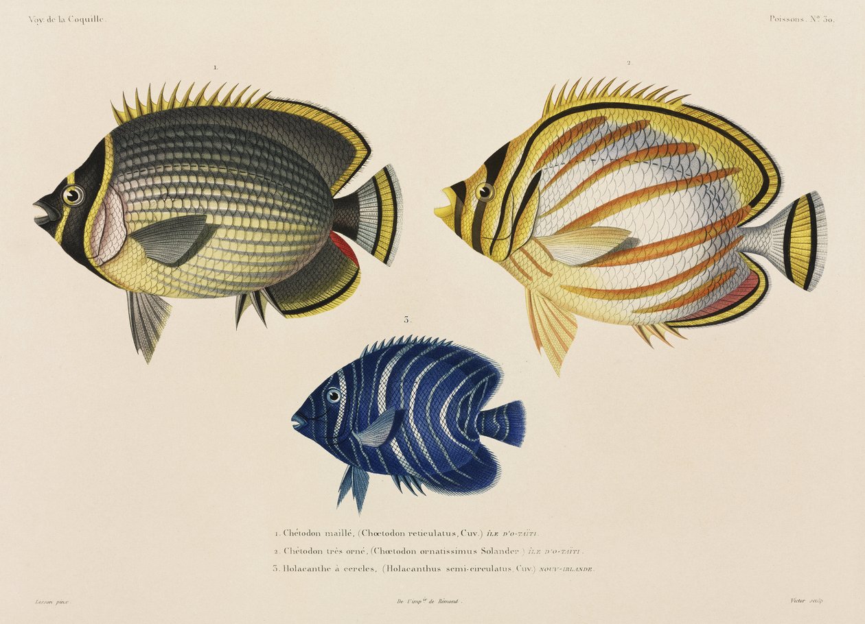 Peixe-borboleta com cauda e ornamentada, e peixe-anjo, Pacífico Sul de John Pardon