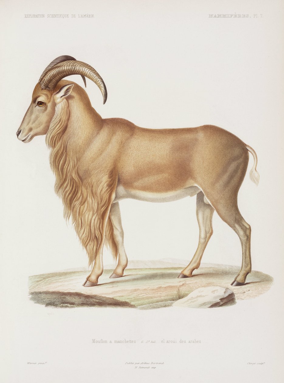 Mouflon, Argélia de John Pardon