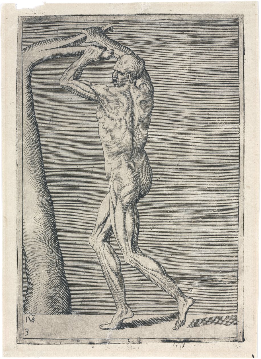 Músculos Estudo anatômico da musculatura masculina; homem quebrando um ramo, c 1555 de Frederick (attr. to) Barnard