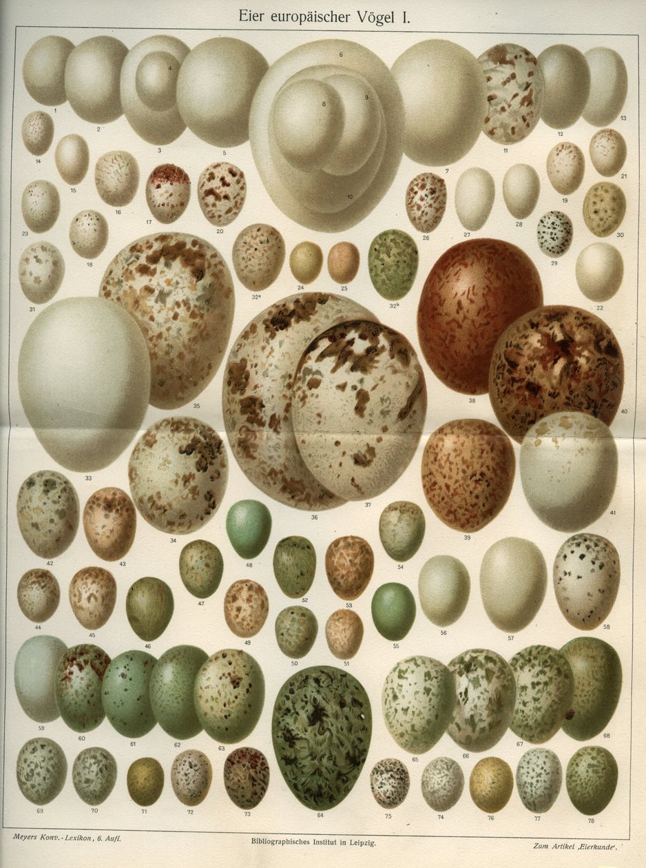 Conselho de Ciências Naturais representando diferentes ovos de aves. Ilustração tirada de "Meyers Grosses Konversations - Lexikon" 1904. Instituto de Bibliógrafos, Leipzig e Viena de Ferdinand Georg Waldmuller