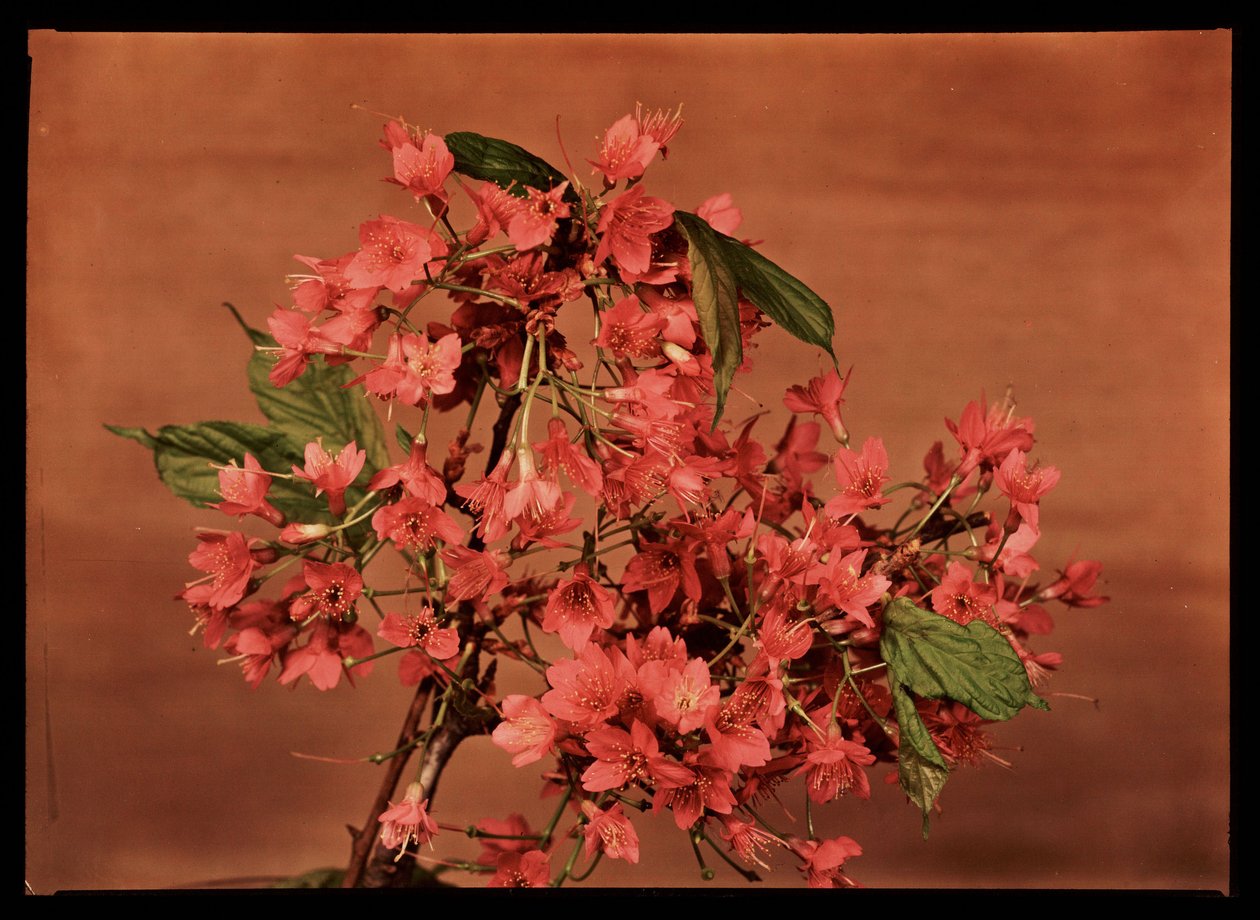 Flores vermelhas, c 1940 de Frederick (attr. to) Barnard
