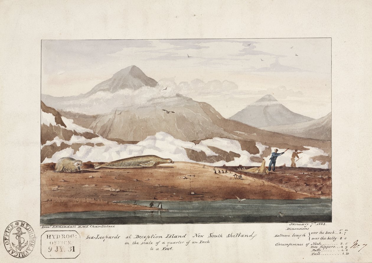 "Sea-Leopards at Deception Island, New South Shetland", 7 de Janeiro de John Pardon