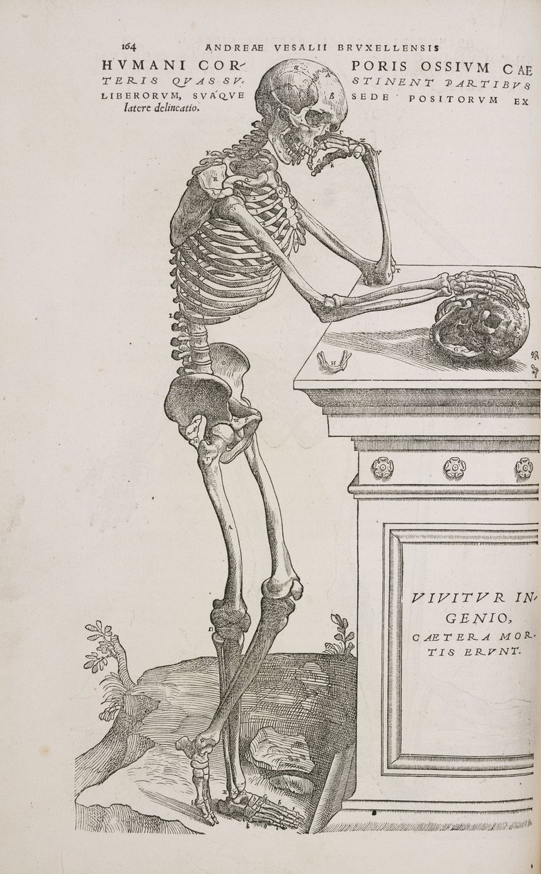 Esqueletos Um esqueleto articulado humano visto de lado de Frederick (attr. to) Barnard