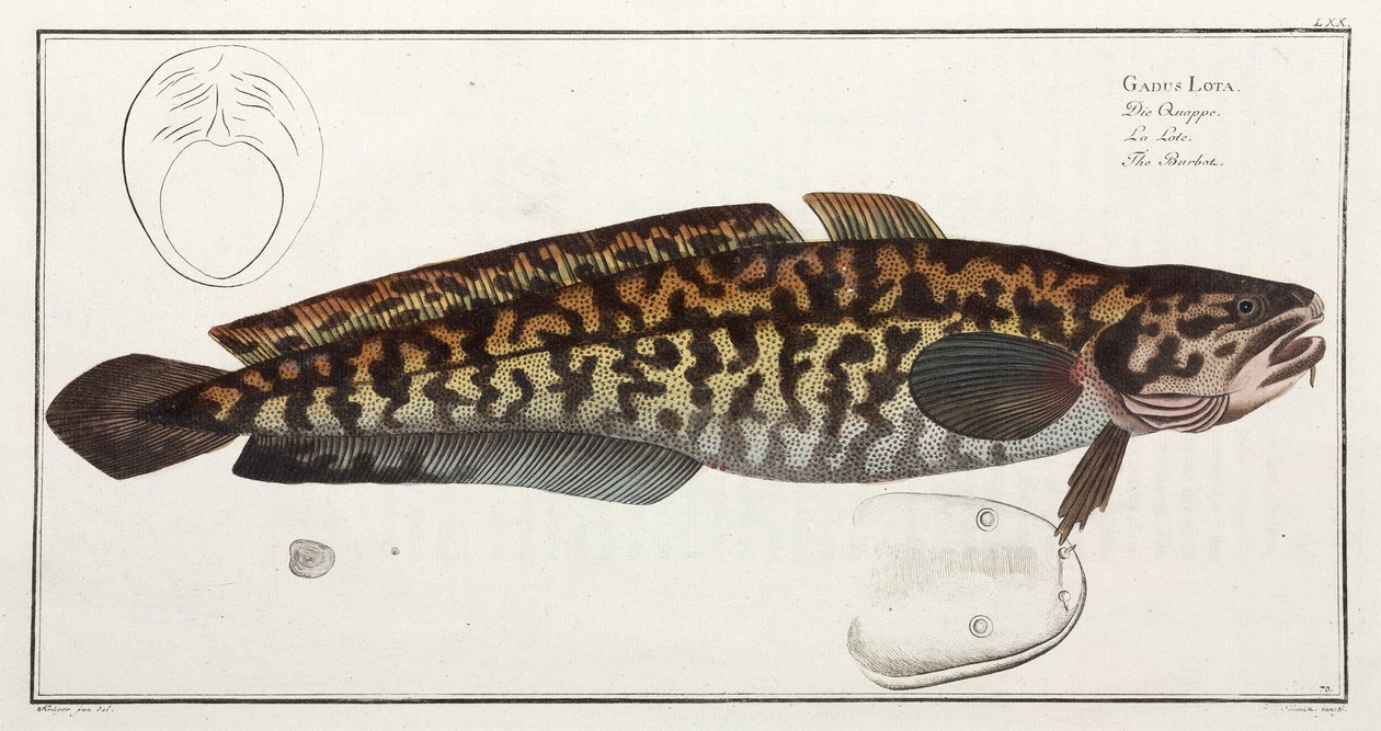 A Burbot... de John Pardon