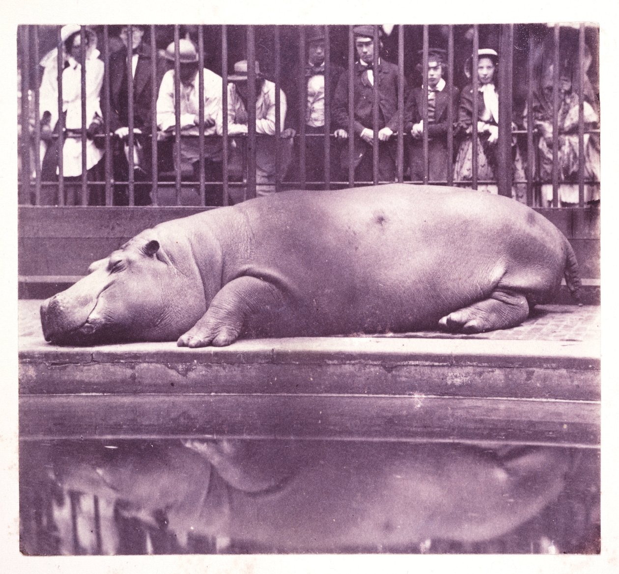O Hipopótamo no Zoological Gardens, Regents Park