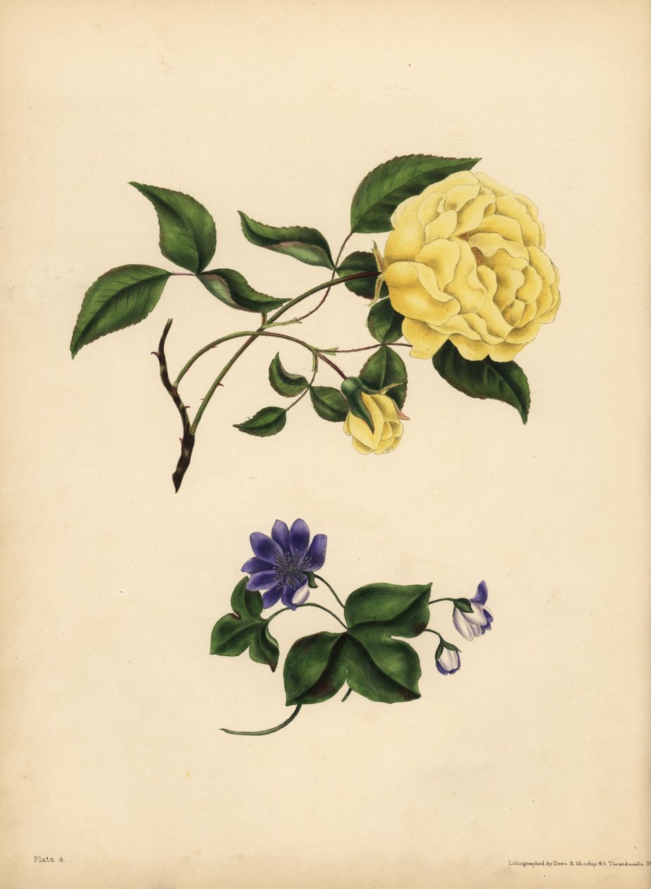 A Rosa da China, Rosa chinensis, Infidelidade; A Hepatica azul, Hepatica nobilis, Confiança de John Pardon
