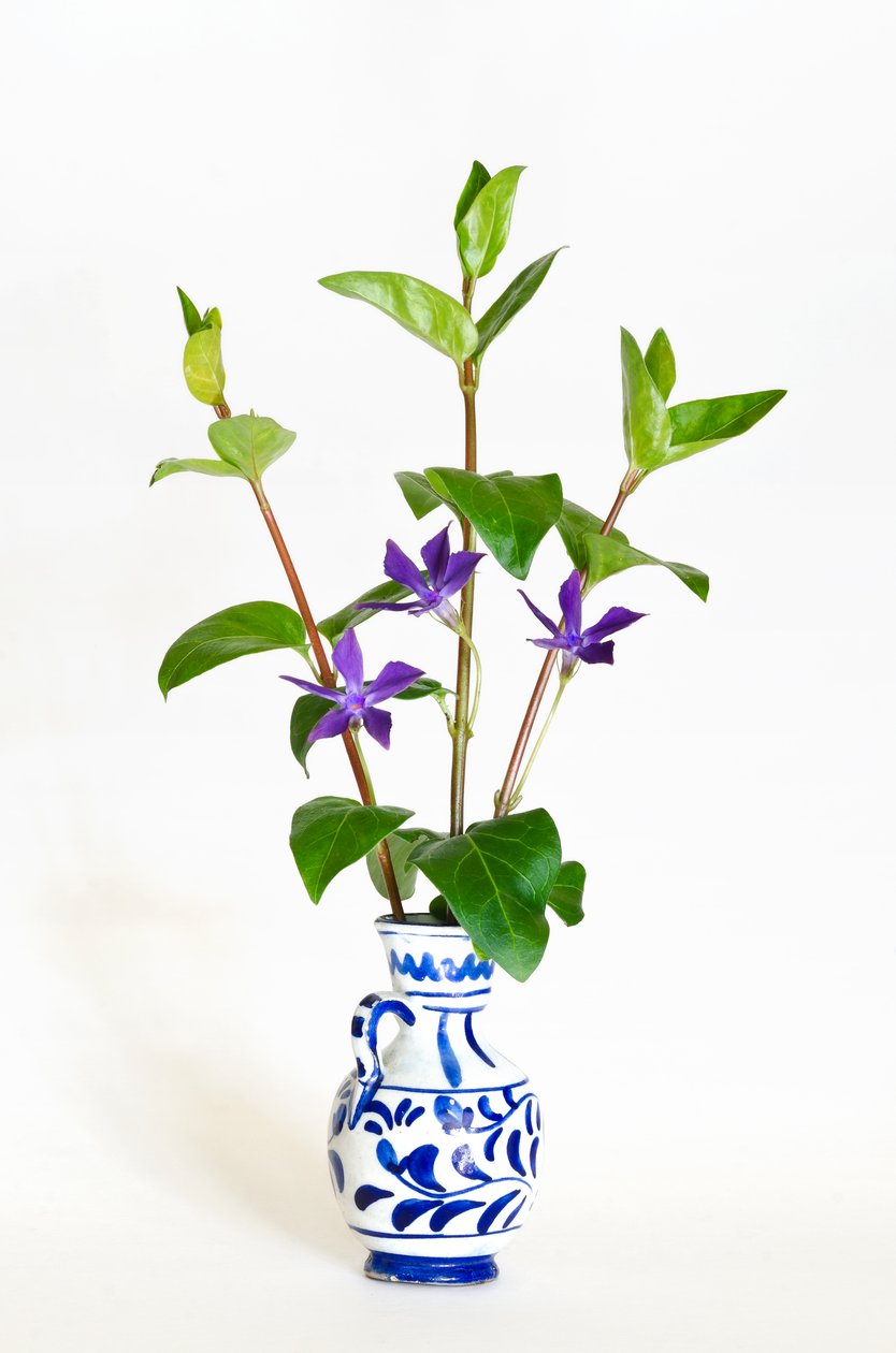 Três hastes de pervinca maior (Vinca major) florescendo em vaso (foto) de . .