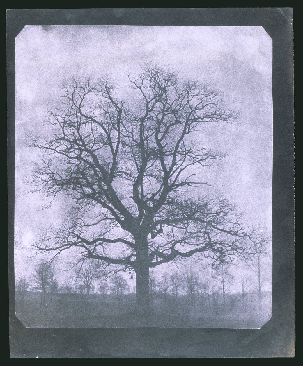 Árvore no inverno, meados do século XIX de Frederick (attr. to) Barnard