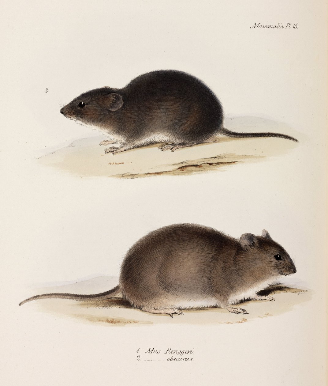 Dois tipos de rato, c 1832-1836 de John Pardon