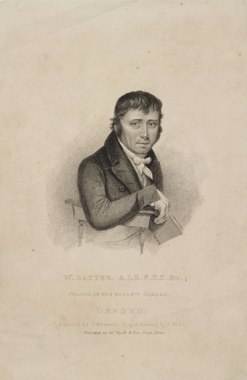 William Baxter, ALS FHS, botânico britânico, c 1820s de Frederick (attr. to) Barnard