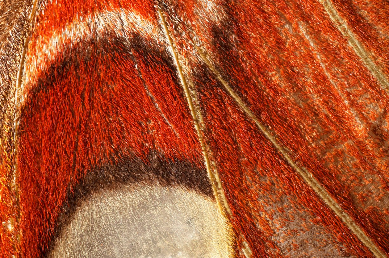 atlas Attacus atlas borboleta (lepidóptero) Plano mais próximo. (macrofotografia) de John Pardon
