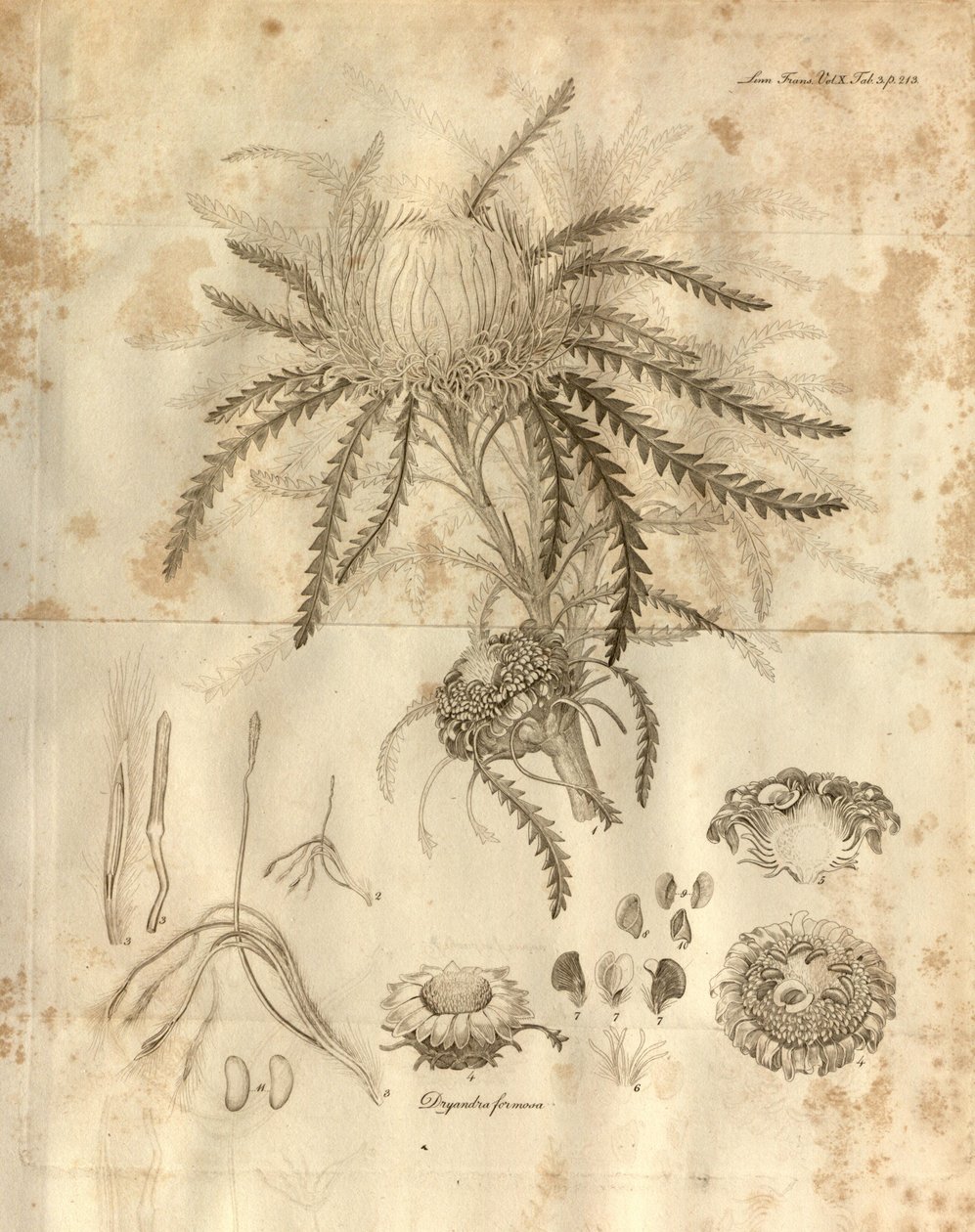 Esta é a Placa 3 do Volume 10 das Transações da Sociedade Linnean de Londres, publicada em 1811. A planta representada é Dryandra formosa (hoje Banksia formosa) de Various