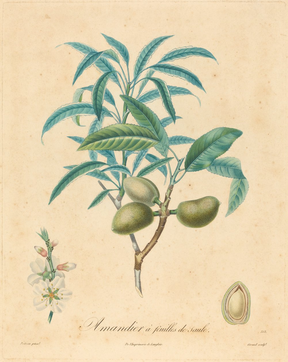 Amendoeira com folhas de salgueiro de after A. Poiteau
