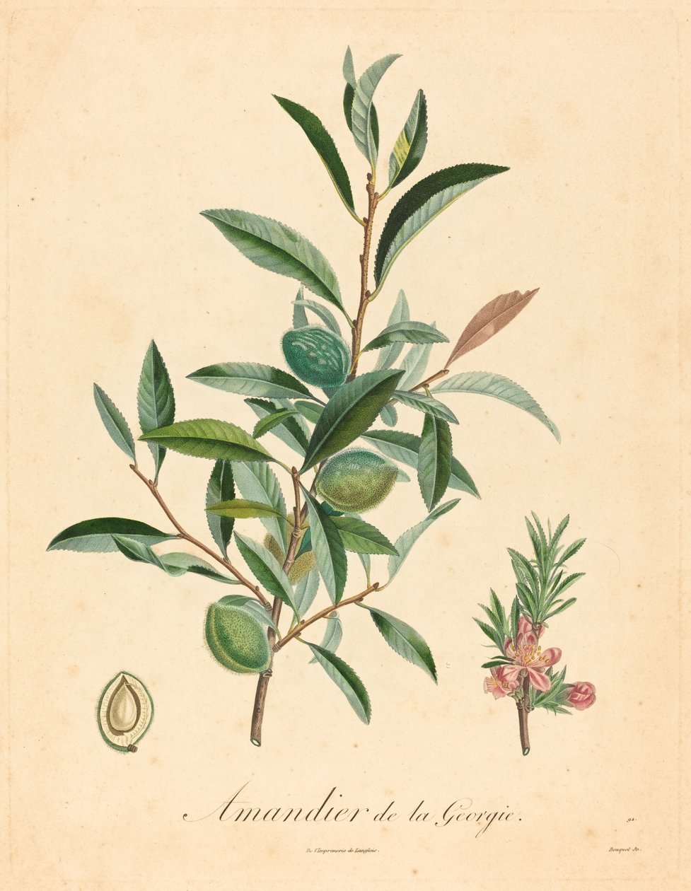 Amendoeira da Geórgia de after A. Poiteau