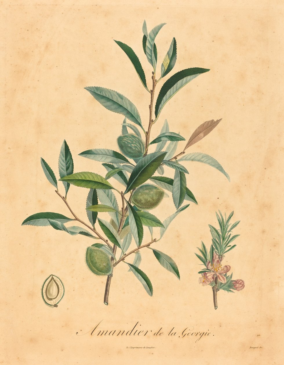 Amendoeira da Geórgia de after A. Poiteau