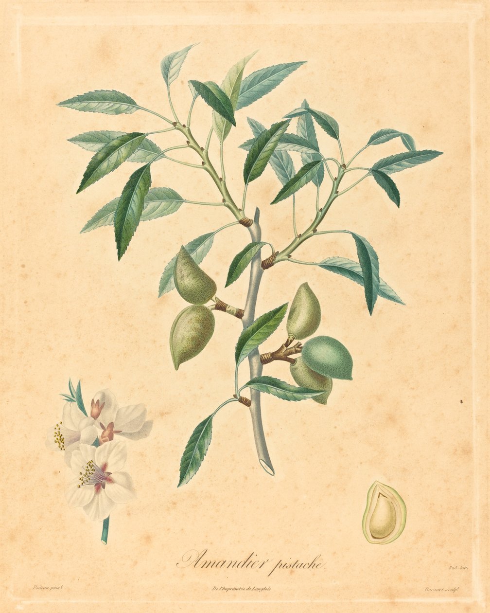 amendoeira de pistache de after A. Poiteau