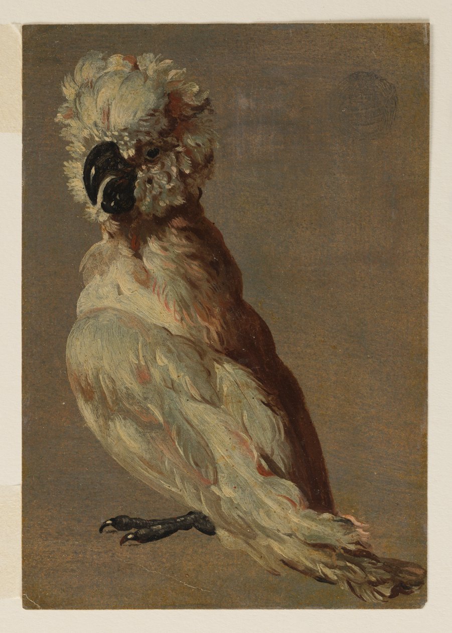 Uma cacatua marrom-branca de after Frans Snyders