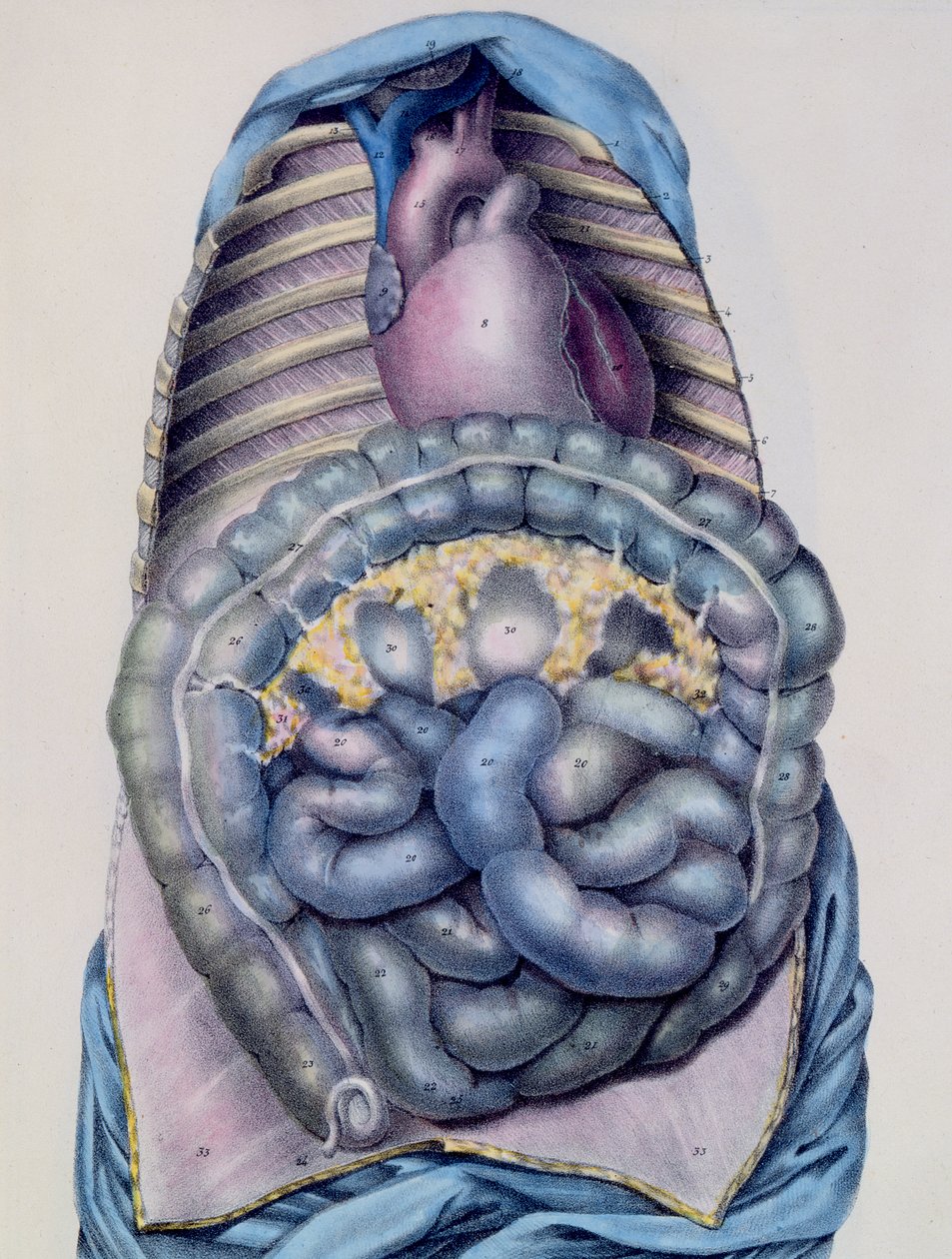 Anatomia do intestino grosso, de Manuel dAnatomie, descritivo do Corpo Humain por Jules Cloquet (1790-1883) gravado por G. de Frey, 1825 de after Haincelin