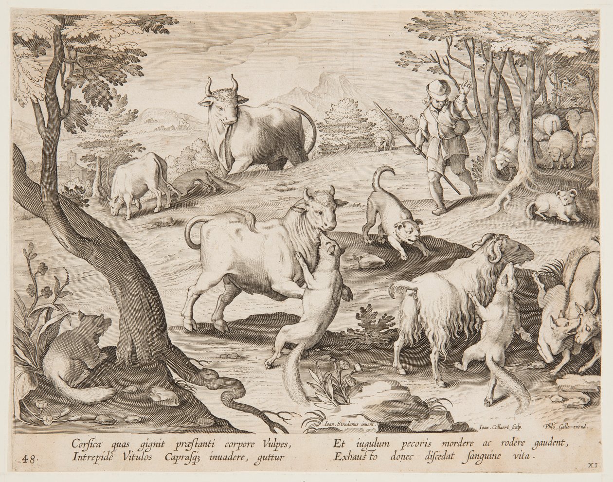 Touros e cabras atacados por raposas de after Jan van der Straet, called Stradanus