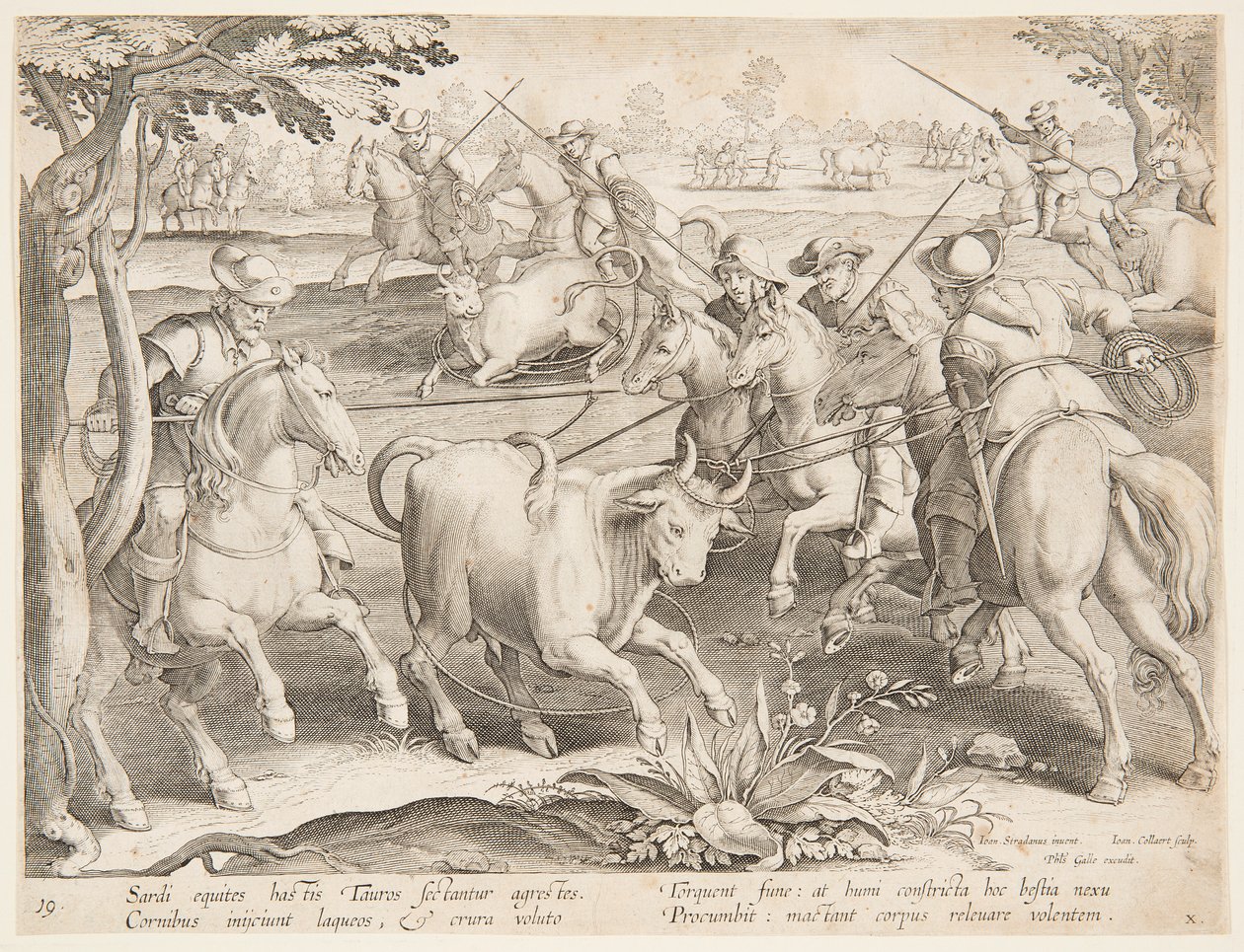 Capturando touros selvagens de after Jan van der Straet, called Stradanus