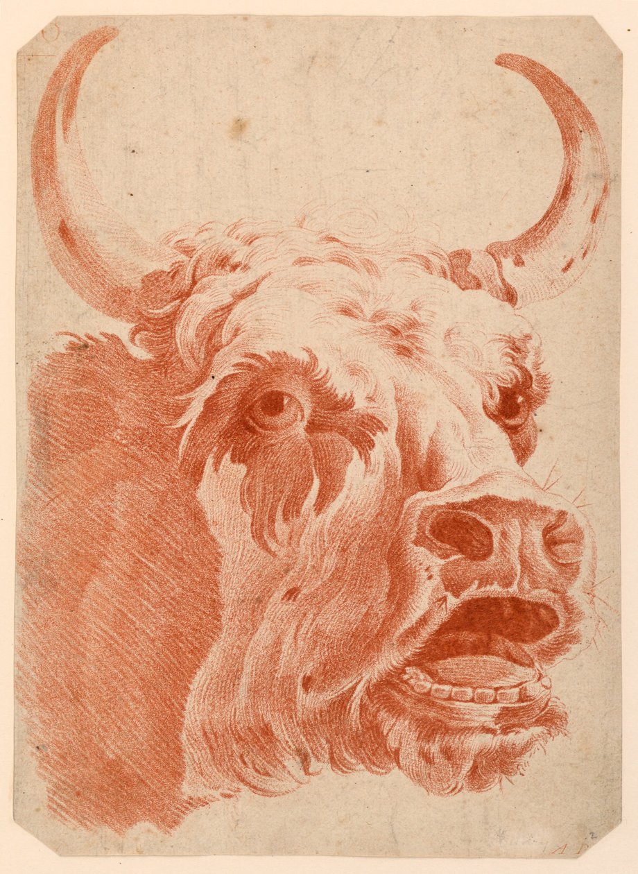 Cabeça de vaca de after Jean Baptiste Huet
