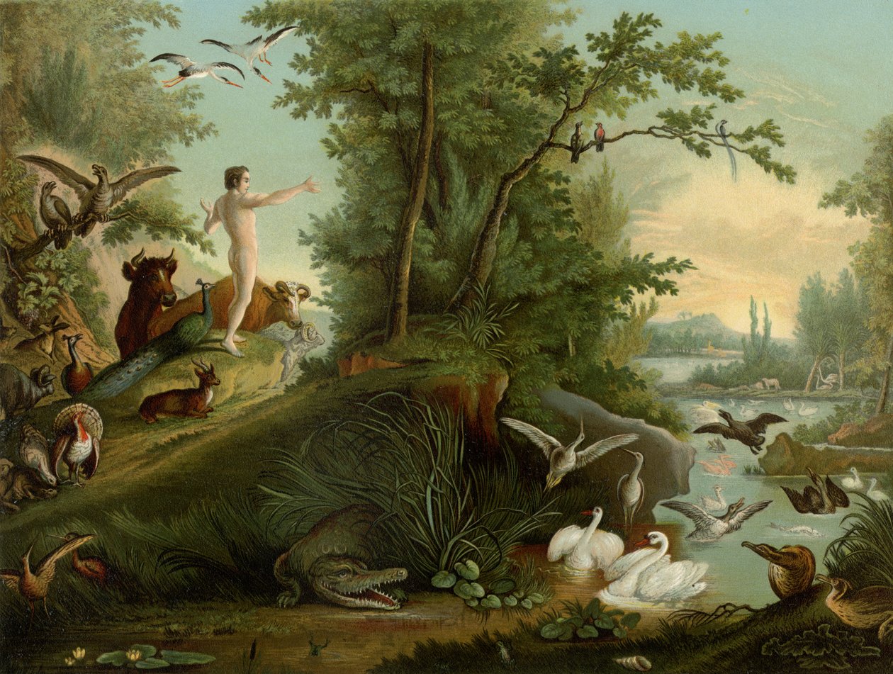Adão no paraíso de Johann Elias Ridinger or Riedinger