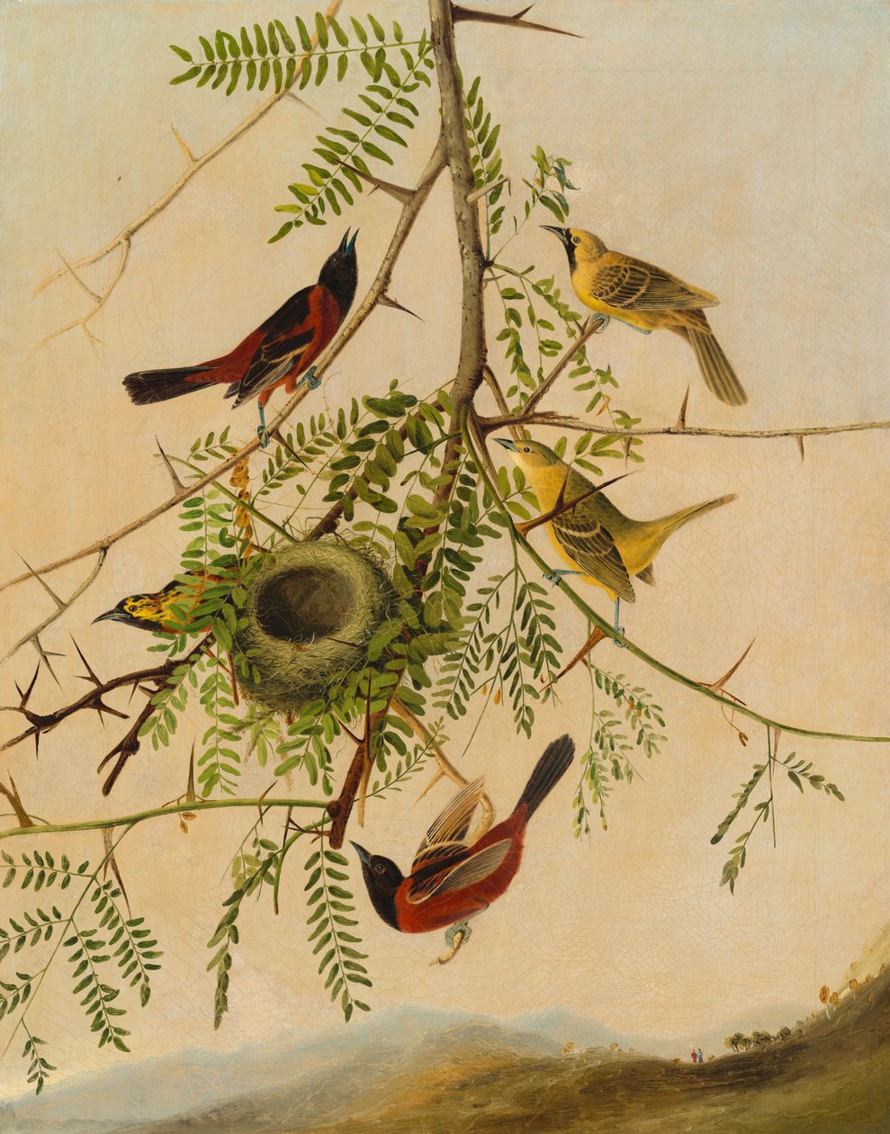 Pomar Oriole de after John James Audubon Joseph Bartholomew Kidd