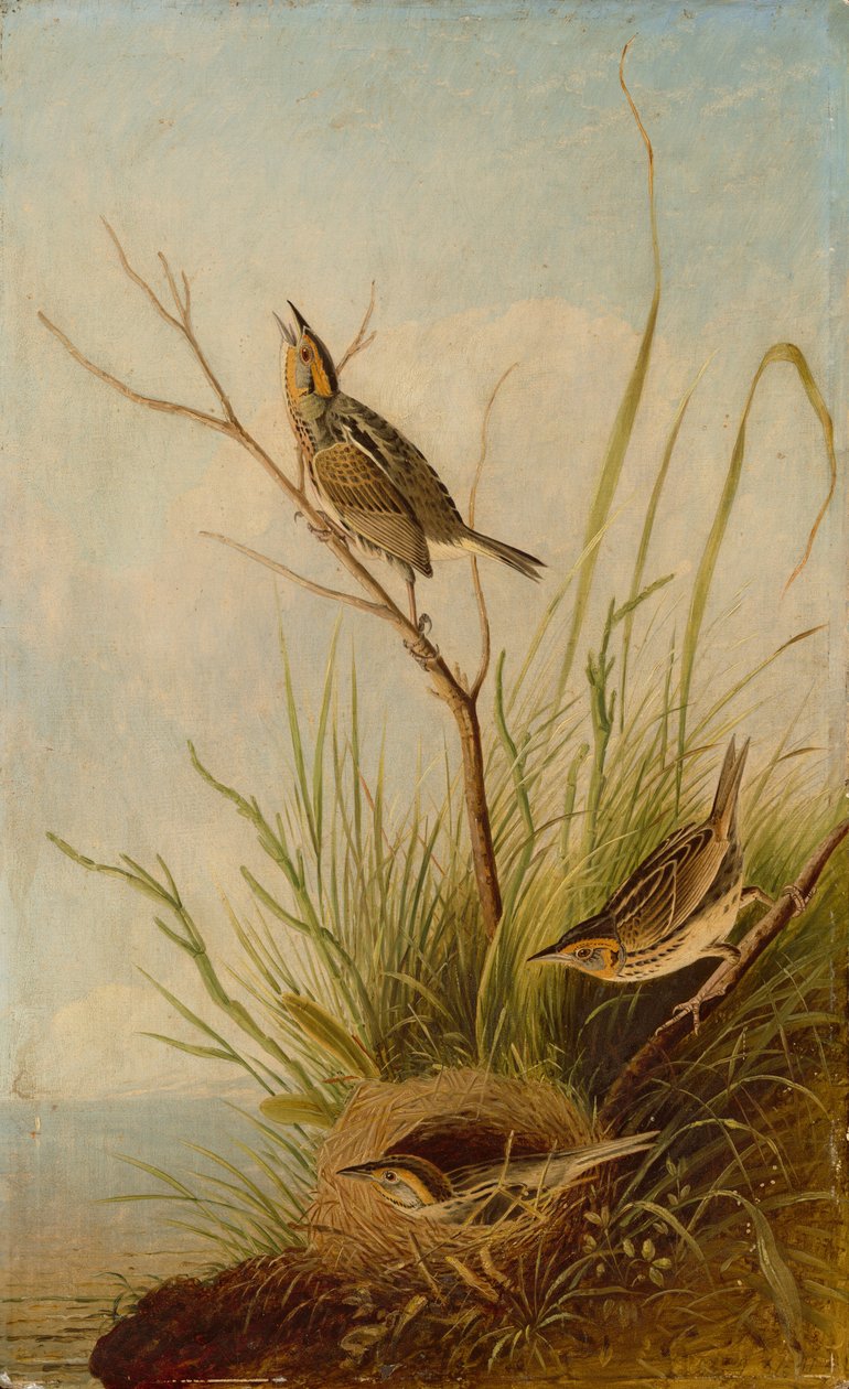 Passarinho de cauda afiada de after John James Audubon Joseph Bartholomew Kidd