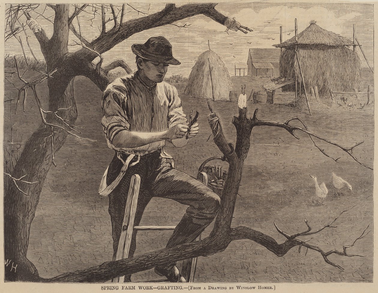 Trabalho na Fazenda da Primavera - Enxertia de after Winslow Homer