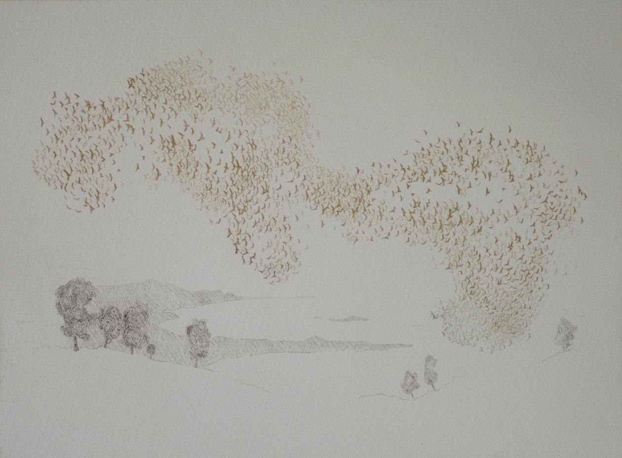 Sunbirds, 2016, gravura e mão de colorir em papel de angus hampel