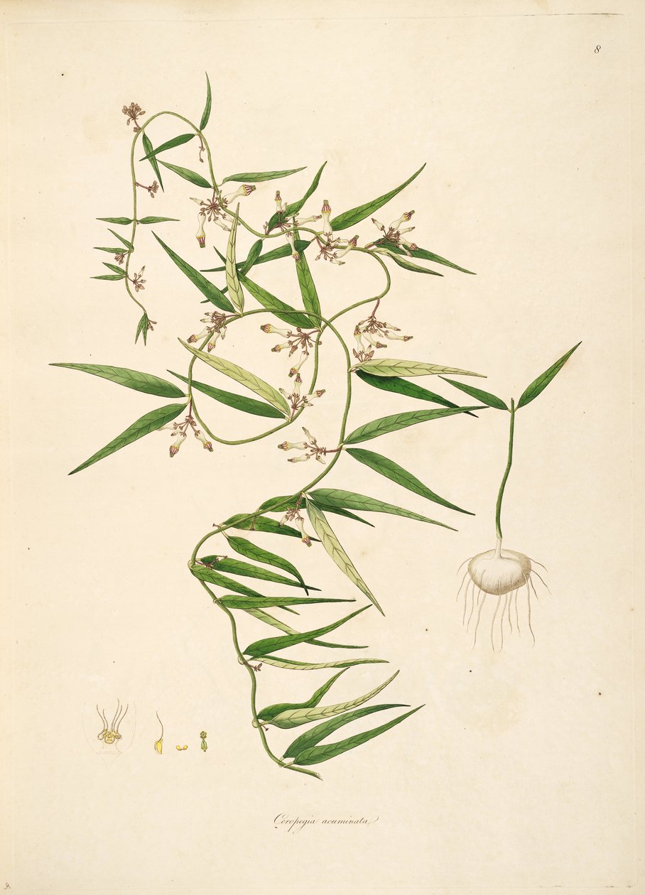 Ilustração de Ceropegia acuminata (Ceropegia bulbosa), Apocynaceae, Asclepiadoideae de anonymus