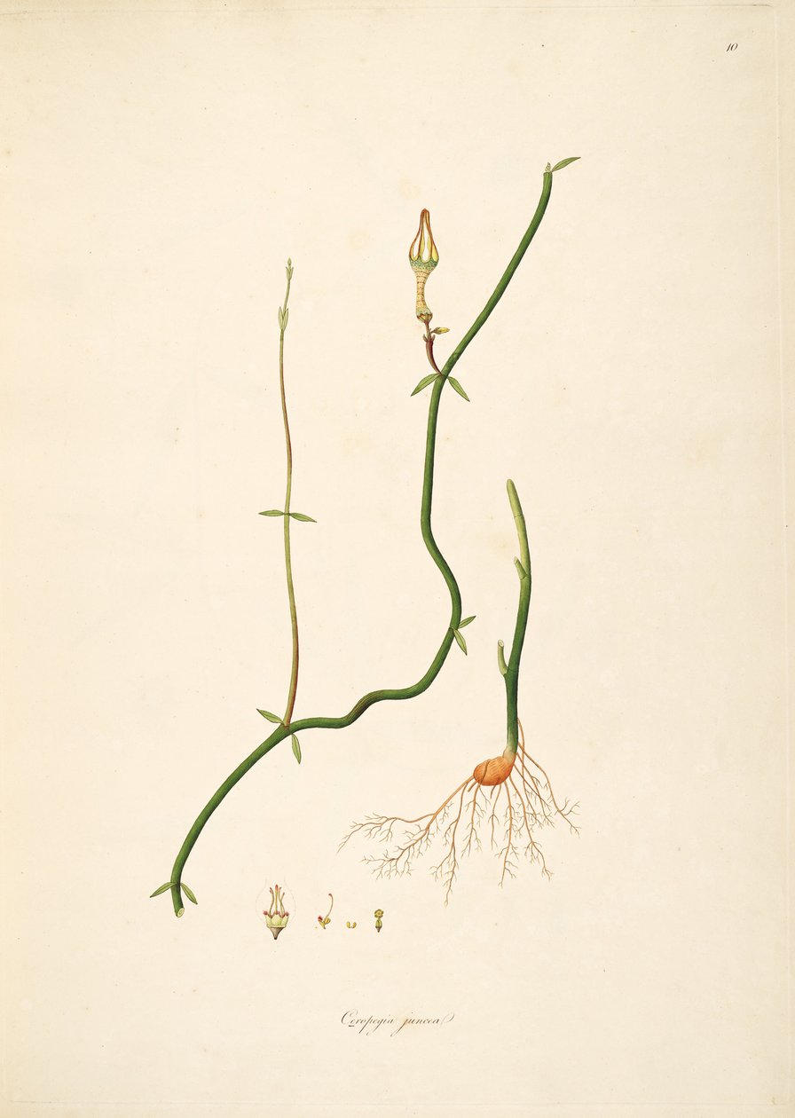 Ilustração de Ceropegia juncea, Apocynaceae, Asclepiadoideae de anonymus