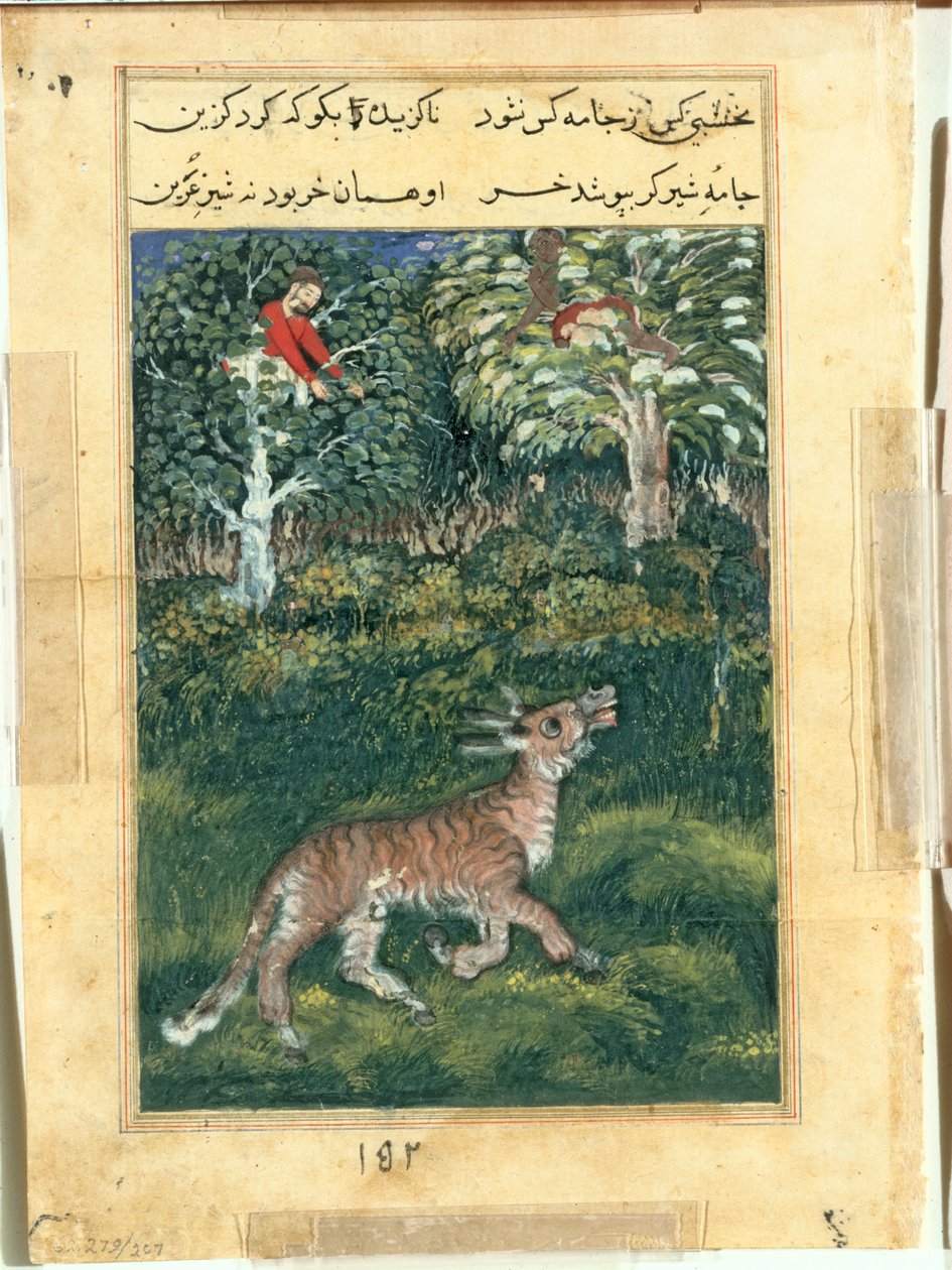 O burro, em pele de tigre, revela sua identidade zurrando em voz alta, de um Tuti-nama (Contos de um Papagaio): Trigésima Primeira Noite de attributed to Basavana