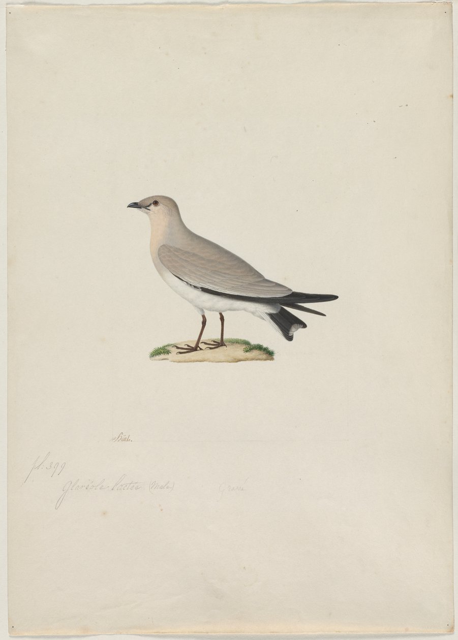 Pratincole pequena (Glareola lactea) de attributed to Paul Hüet